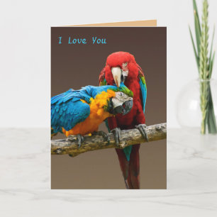 Parrots Love Gold and Blue Macaw Scarlett Macaw Kaart
