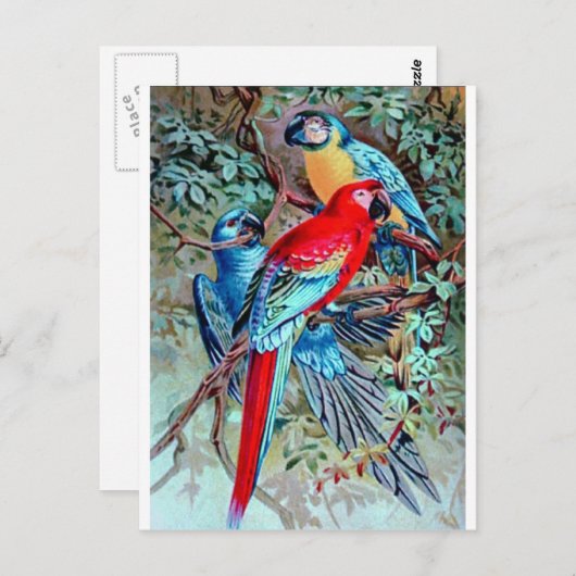 Parrots macaw Wilde vogels kleurig schilderij Briefkaart (Voorkant / Achterkant)