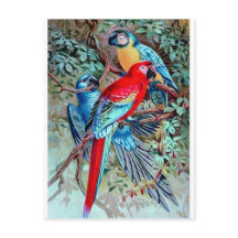 Parrots macaw Wilde vogels kleurig schilderij