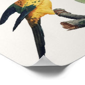 Parrots Poster (Hoek)