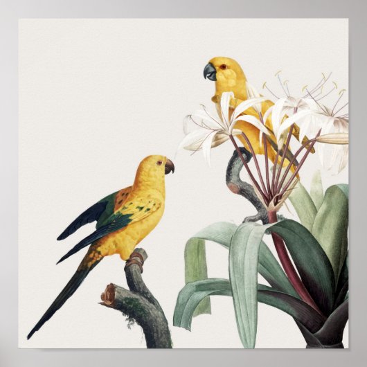 Parrots Poster (Voorkant)