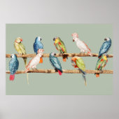 Parrots Poster (Voorkant)