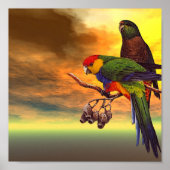Parrots Poster (Voorkant)