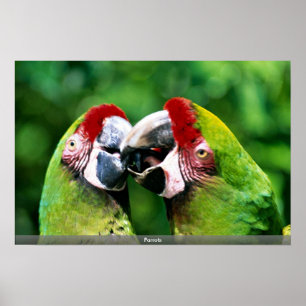Parrots Poster