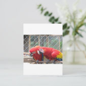 Parrott Briefkaart (Staand voorkant)