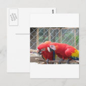 Parrott Briefkaart (Voorkant / Achterkant)