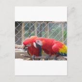 Parrott Briefkaart (Voorkant)