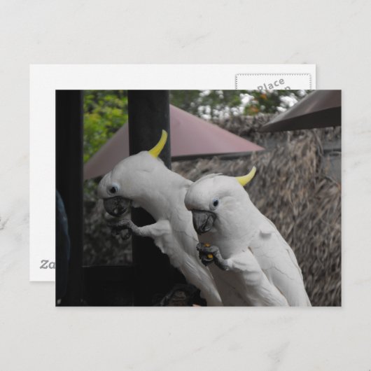 Parrott Briefkaart (Voorkant / Achterkant)