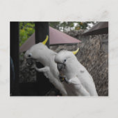 Parrott Briefkaart (Voorkant)