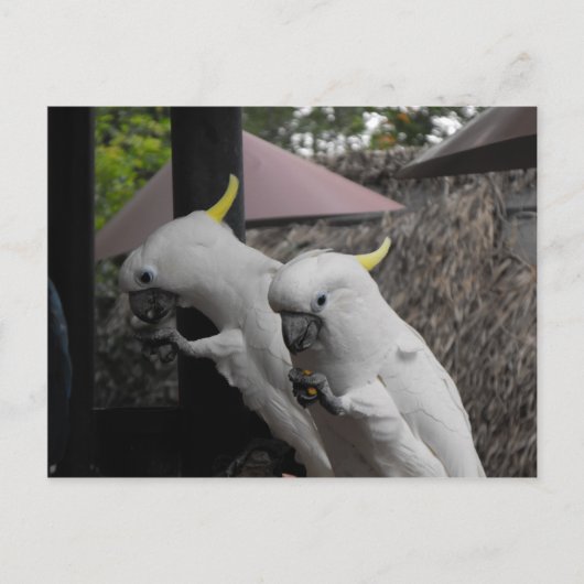 Parrott Briefkaart (Voorkant)