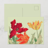 Parrottulp, Floral Briefkaart (Voorkant / Achterkant)