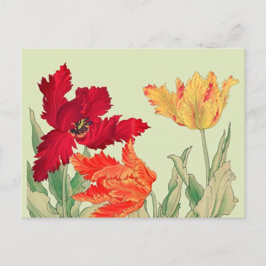 Parrottulp, Floral Briefkaart (Voorkant)