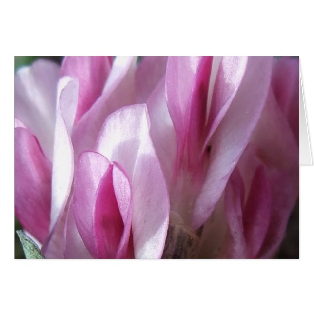 Parry's Clover (Voorkant Horizontaal)