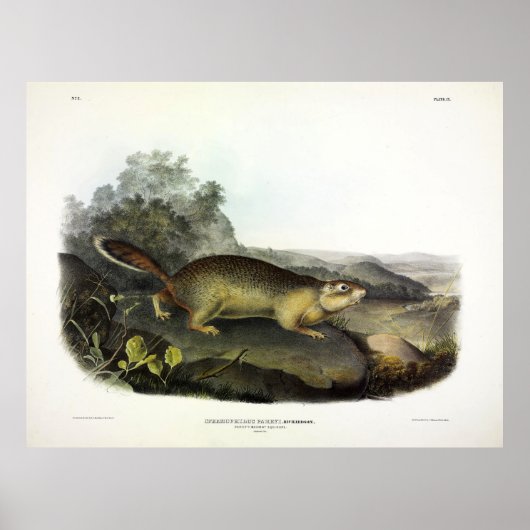 Parry's Marmot Squirrel of Arctic Ground Squirrel Poster (Voorkant)