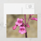 Parry's Penstemon Briefkaart (Voorkant / Achterkant)