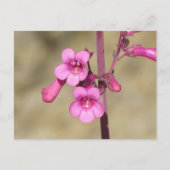 Parry's Penstemon Briefkaart (Voorkant)