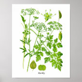 Parsley Kitchen Herb Botanical Wall Decor Poster (Voorkant)