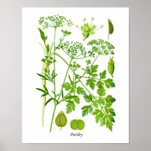 Parsley Kitchen Herb Botanical Wall Decor Poster