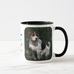 Parson Jack Russell Terrier Mok
