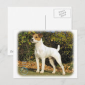 Parson Russell Terrier 9T016D-223 Briefkaart (Voorkant / Achterkant)