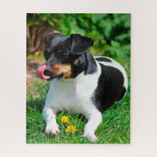 Parson Russell Terrier. Legpuzzel