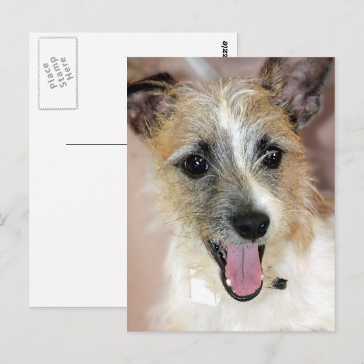 Parson Russell Terrier/Yorkie Mix Briefkaarten (Voorkant / Achterkant)