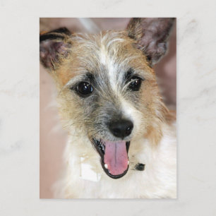 Parson Russell Terrier/Yorkie Mix Briefkaarten