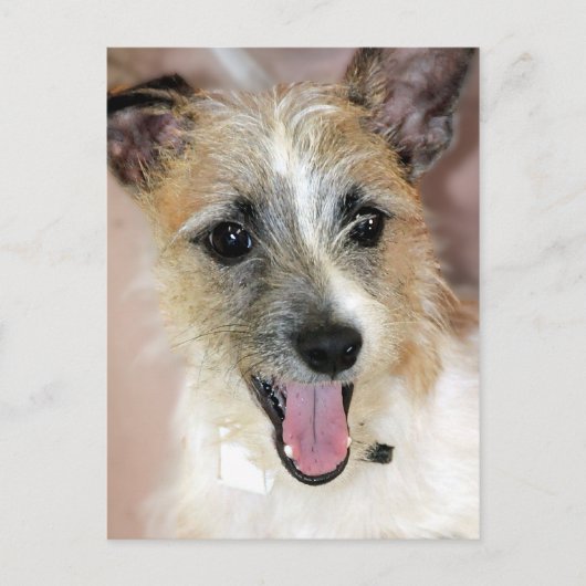 Parson Russell Terrier/Yorkie Mix Briefkaarten (Voorkant)