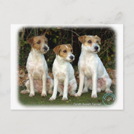 Parson Russell Terriers 9T016D-332 Briefkaart (Voorkant)