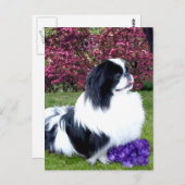 Parti-Color Pekingese Honden Briefkaart (Voorkant / Achterkant)