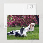 Parti-Color Pekingese Honden Briefkaart (Voorkant / Achterkant)