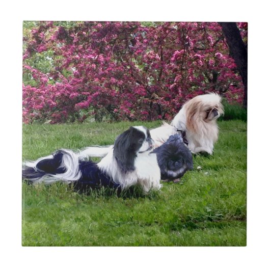 Parti-Color Pekingese Honden Tegeltje (Voorkant)