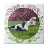 Parti-Color Pekingese Honden Tegeltje (Voorkant)