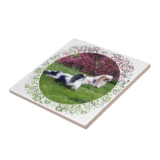 Parti-Color Pekingese Honden Tegeltje (Zijkant)