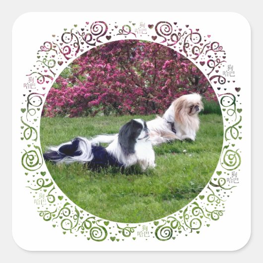Parti-Color Pekingese Honden Vierkante Sticker (Voorkant)