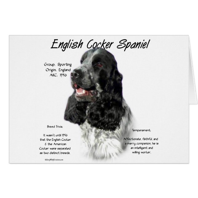 Parti Engelse Cocker Spaniel Geschiedenis (Voorkant Horizontaal)