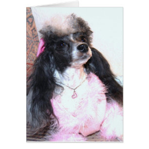 Parti Poodle "Brittany"