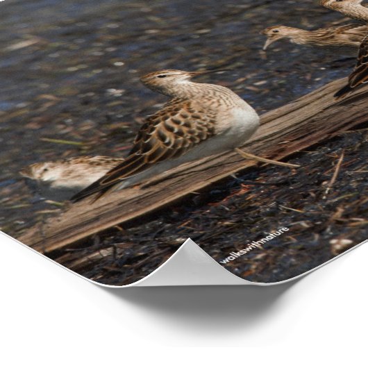 PARTIJ Zandpipers bij het strand Poster (Hoek)