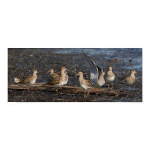 PARTIJ Zandpipers bij het strand