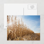 Partly Harvested Corn Field Briefkaart (Voorkant / Achterkant)
