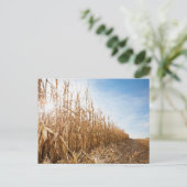 Partly Harvested Corn Field Briefkaart (Staand voorkant)