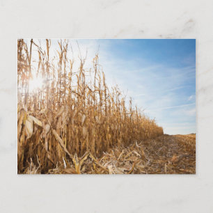 Partly Harvested Corn Field Briefkaart