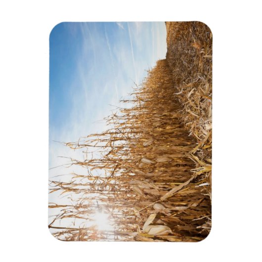 Partly Harvested Corn Field Magneet (Verticaal)