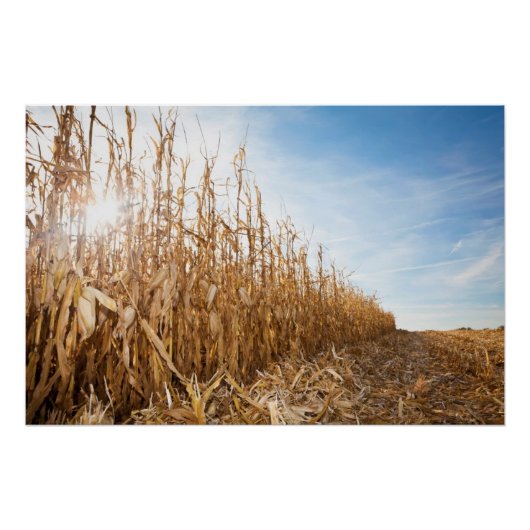 Partly Harvested Corn Field Poster (Voorkant)
