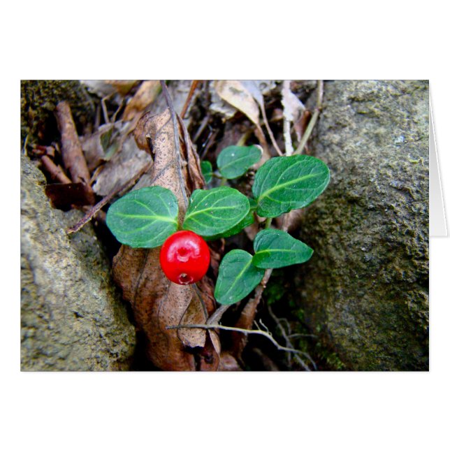Partridge Berry Wildflower (Voorkant Horizontaal)