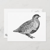 Partridge Bird Art Briefkaart (Voorkant / Achterkant)