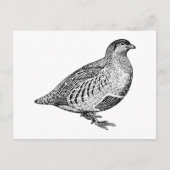 Partridge Bird Art Briefkaart (Voorkant)