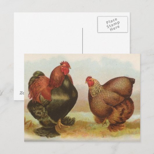 Partridge Cochins Briefkaart (Voorkant / Achterkant)