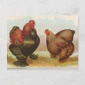 Partridge Cochins Briefkaart (Voorkant)