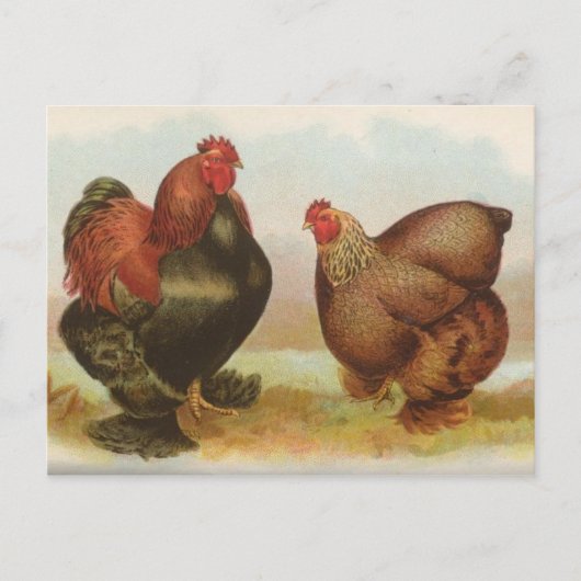 Partridge Cochins Briefkaart (Voorkant)
